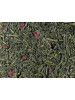 Sencha Japanische Kirsche [Sauerkirschen-Note]
